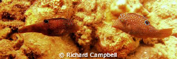 pucker up baby here i come..SEALIFE DC 1000.. by Richard Campbell 